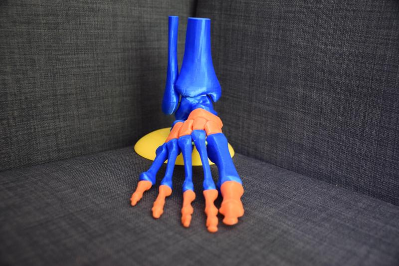 Human Foot Model