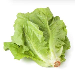 ARETE LECHUGA