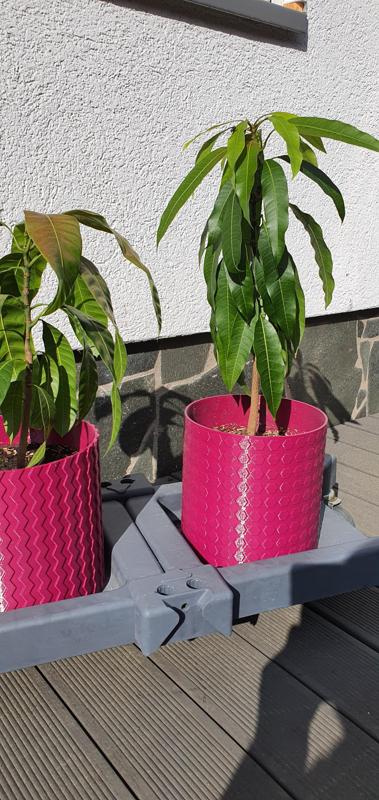 Mango Planter with hexagons