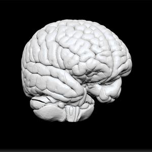 human brain medical anatomy