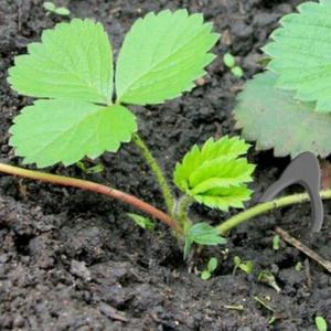 Strawberry seedlings clip