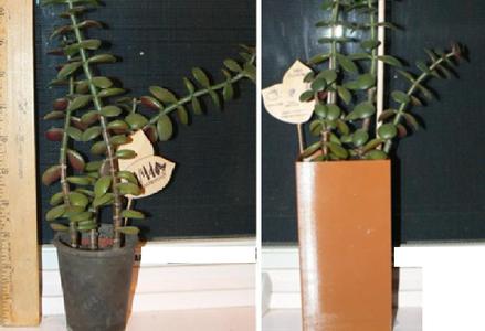 Jade Planter for Narrow Window Sill