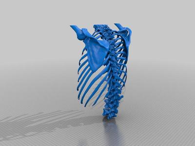 Vertebral Column