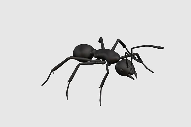 ant