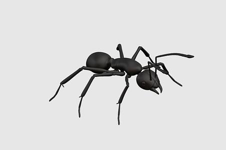 ant