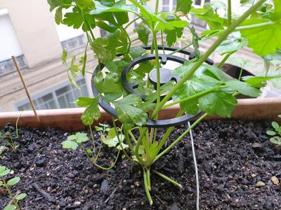 Support spiral for plants