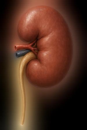 Model ledviny/anatomically accurate model of human kidney