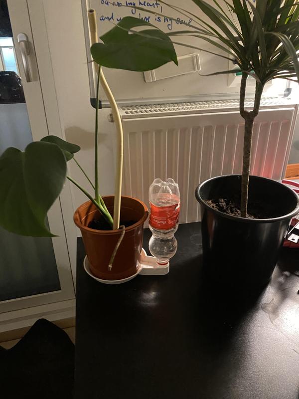 Self-watering Plant Dish