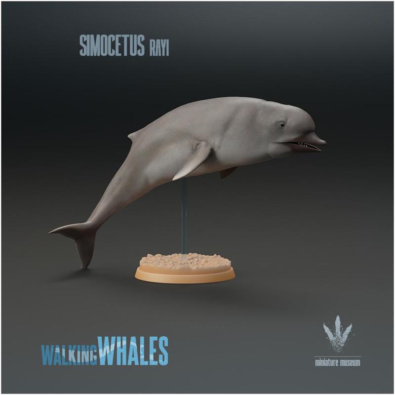 Simocetus rayi : Pug-nosed Whale