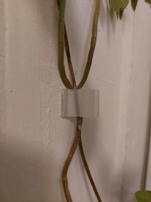 Plant Wall Clip
