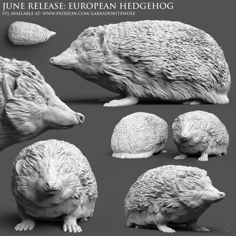 European Hedgehog