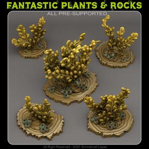 GIANT BROWN ALGAE