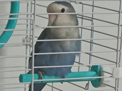 Straight-line Parrot Cage Stand&Perch