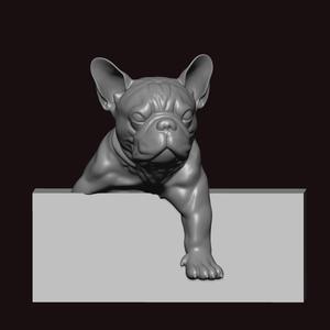 Boston terrier peaking pose