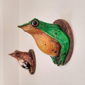 Wall Frog Darwin