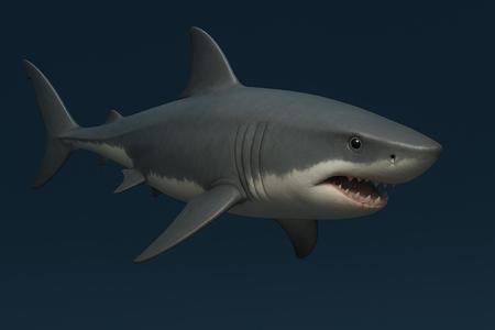 Shark
