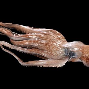 Octopus SQUID Web foot Webfoot Octopus Ocellatus FISH YK AMPHIBIAN TADPOLE ANIMAL ANATOMY 3D MODEL WATER OCEAN RIVER BOAT SALMON SHARK OCTOPUS