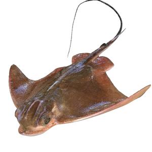 MANTA RAY Eagle Ray Myliobatis Tobijei RAPE FISH GOLDEN ANATOMY CARP TUN WATER RIVER OCEAN SEA SALMON SHARK