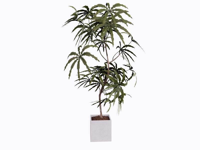 Modern Minimalist Indoor Green Plant for SketchUp - Enscape Ready Rendering Asset (NOT for 3D Print)