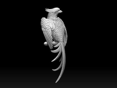 bird parrot