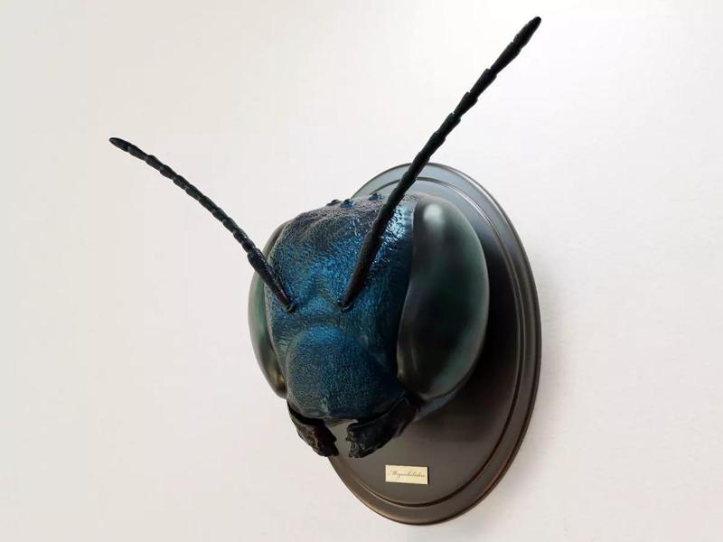 Insect head - mason bee