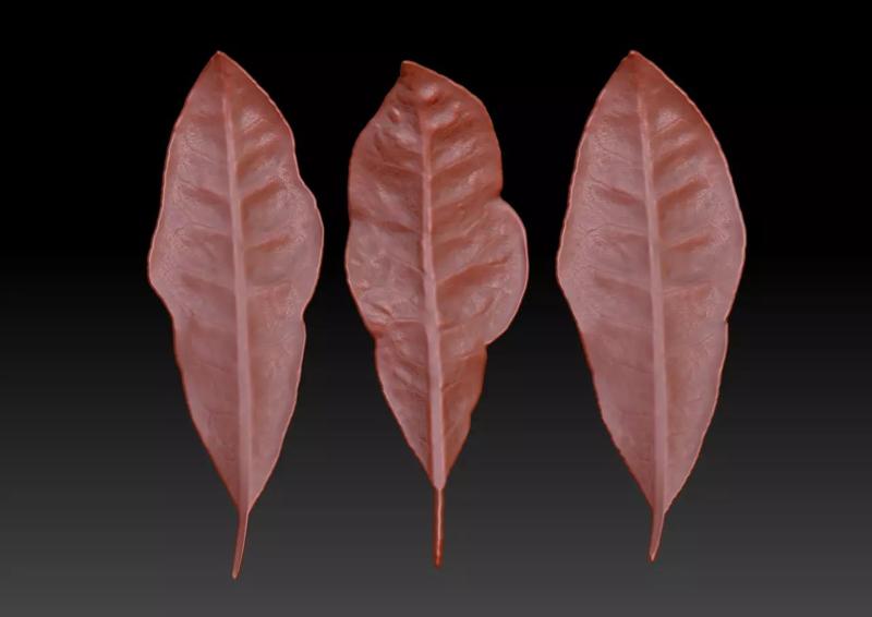 Sprinkling FIG leaf leaf sculpture  leaf texture ZB leaf brush