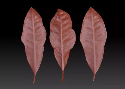 Sprinkling FIG leaf leaf sculpture  leaf texture ZB leaf brush