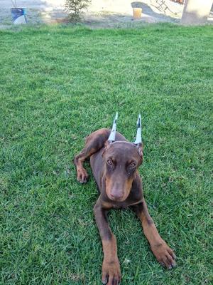 Ear posts doberman/Ear Posting stl