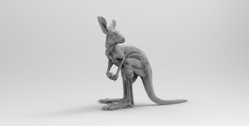 baby kangaroo