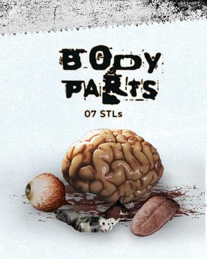 Body Parts