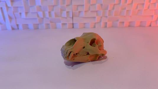Grizzly bear skull