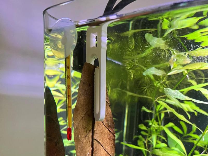Aquarium Clip Food sea ​​almond tree leaves