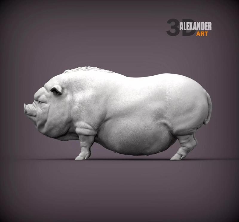 Vietnamese pig