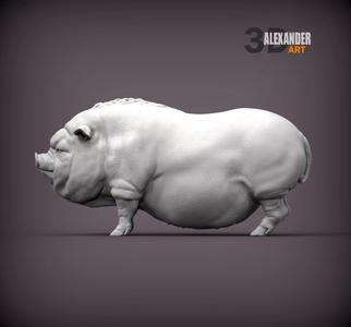 Vietnamese pig