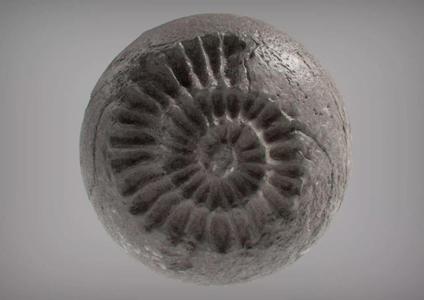 Fossil Series - Spiral