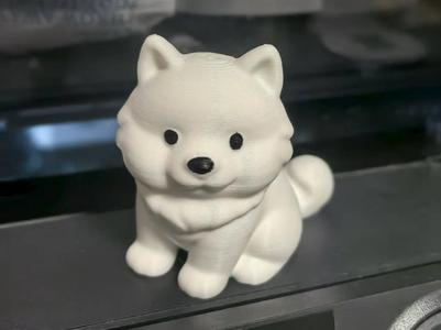 Cute Samoyed