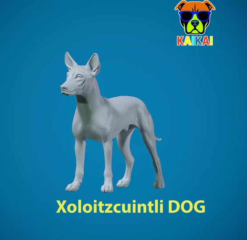 Xoloitzcuintle Hairless Dog model - decor - statue - 3D print