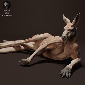 Red Kangaroo Jack Lying
