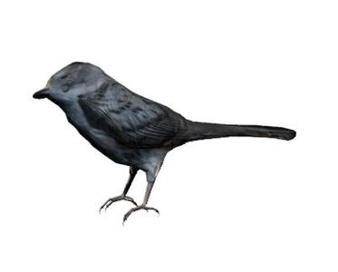 bird
