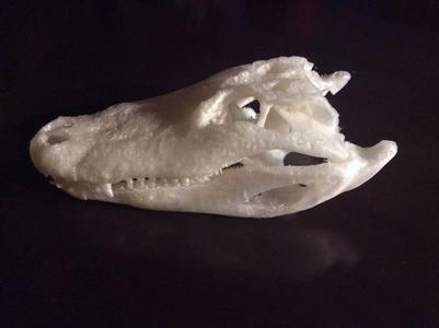 Alligator skull (CT scan)