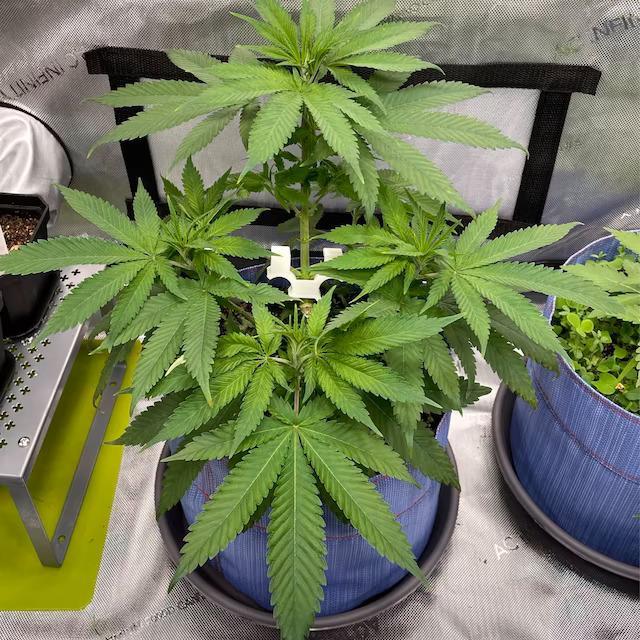 LST clip DOUBLE
