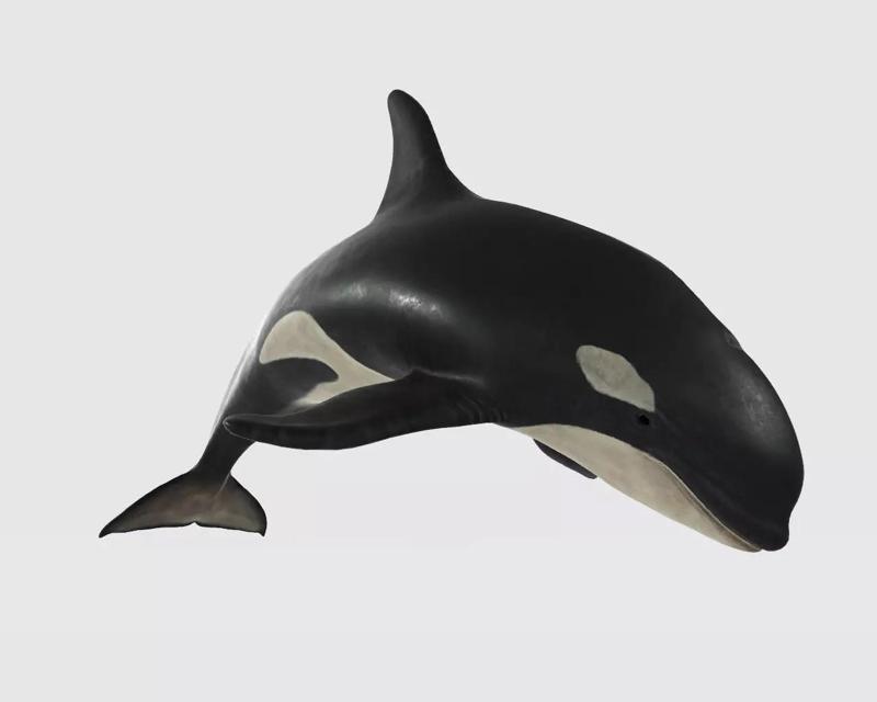 Killer Whale 3D Model Ready to Print