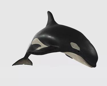 Killer Whale 3D Model Ready to Print