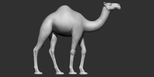 Camel 3d printable model