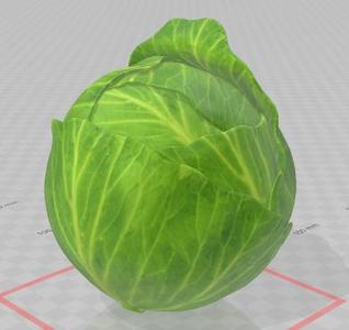 Cabbage