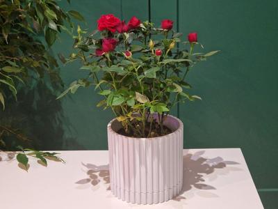 Simple Plant Pot