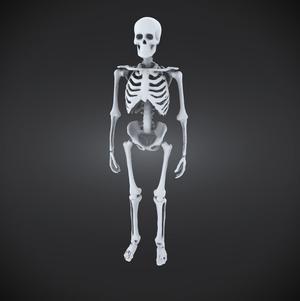 HUMAN SKELETON FIGURE HALLOWEEN