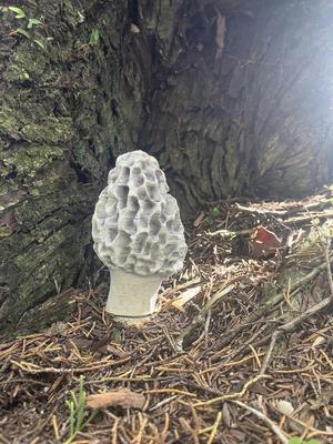 Morel Mushroom Geocache