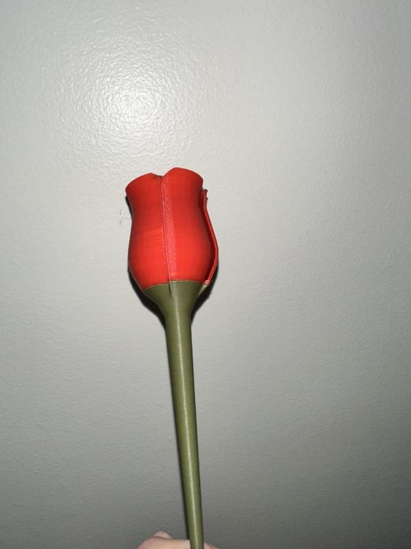 Rose Stem