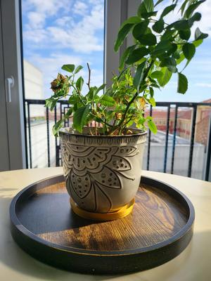 Multi-Purpose Tray for Plants and More